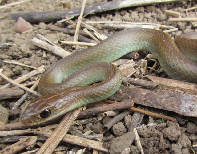 Yellowbelly Racer